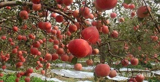 灞变笢鐨勮敩鑿滅粰鍝噷渚涚粰,灞变笢鐨勮敩鑿滈兘渚涘摢閲屼簡