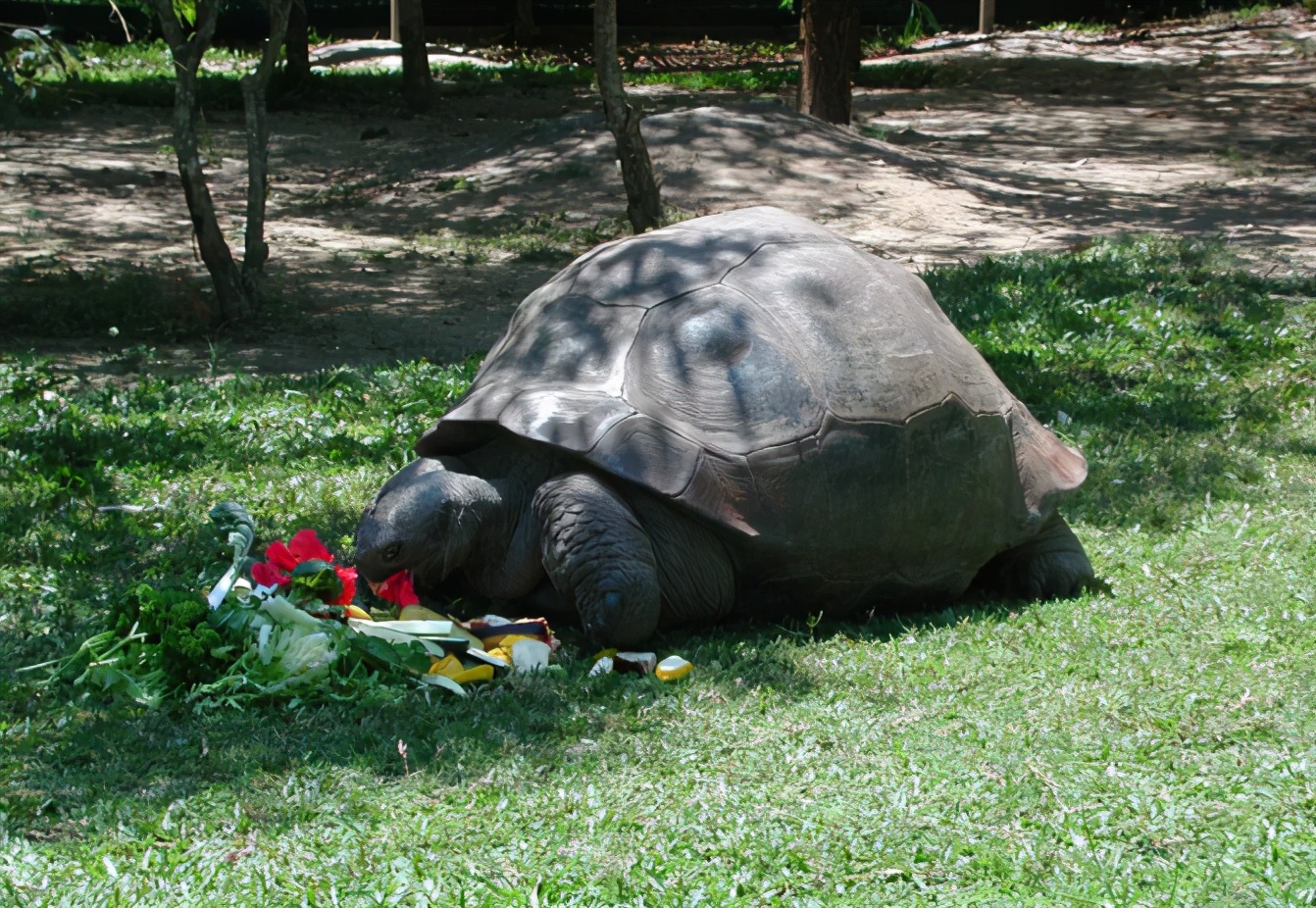 乌龟为什么能活那么多,乌龟为什么能活得那么长时间
