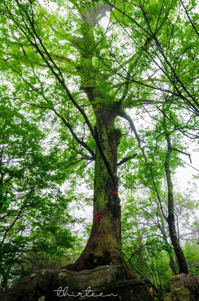 天门山森林公园和张家界森林公园,张家界天门山一日游最佳路线
