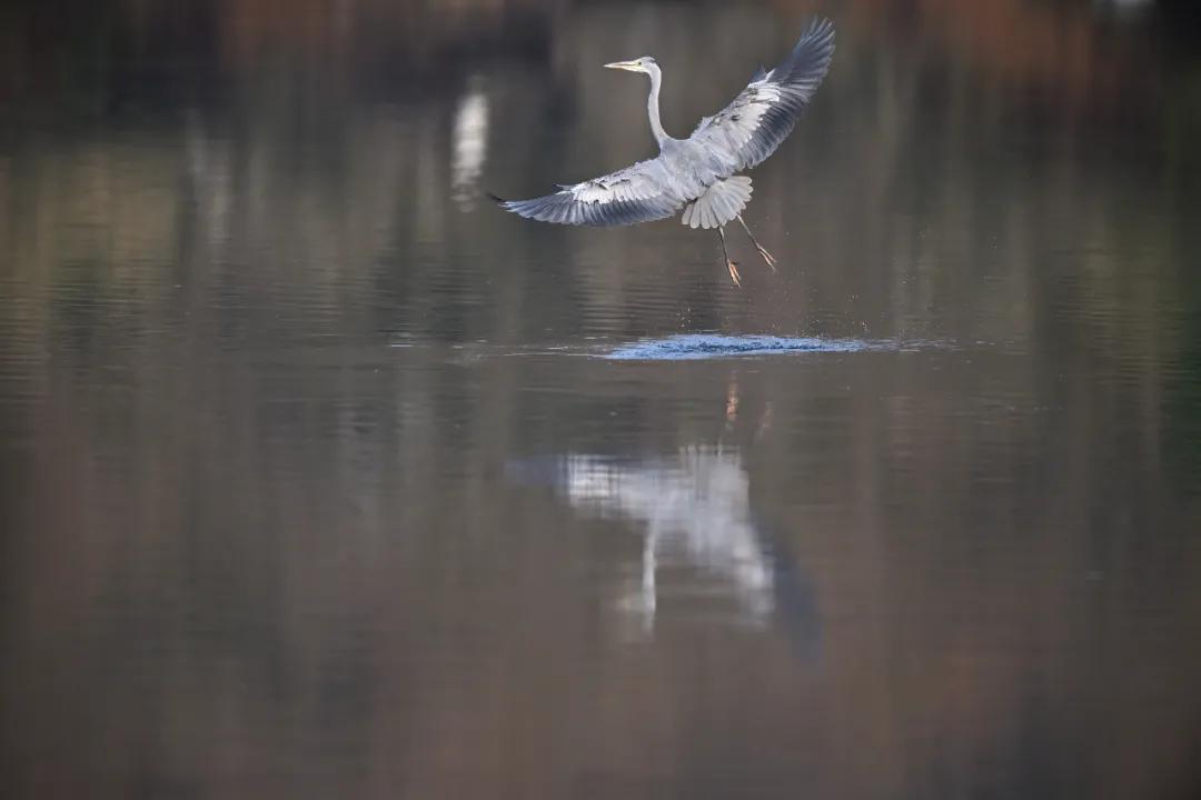 尼康z9旗舰相机详细评测,尼康z9机身的无损变焦功能