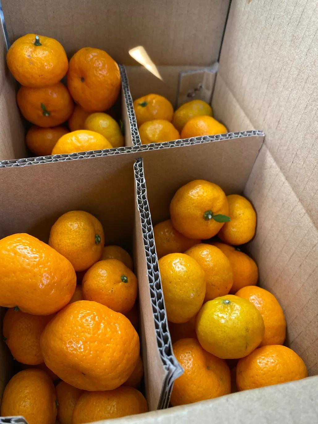 南丰贡桔一斤多少钱,2021年的南丰贡桔大概多少钱一斤