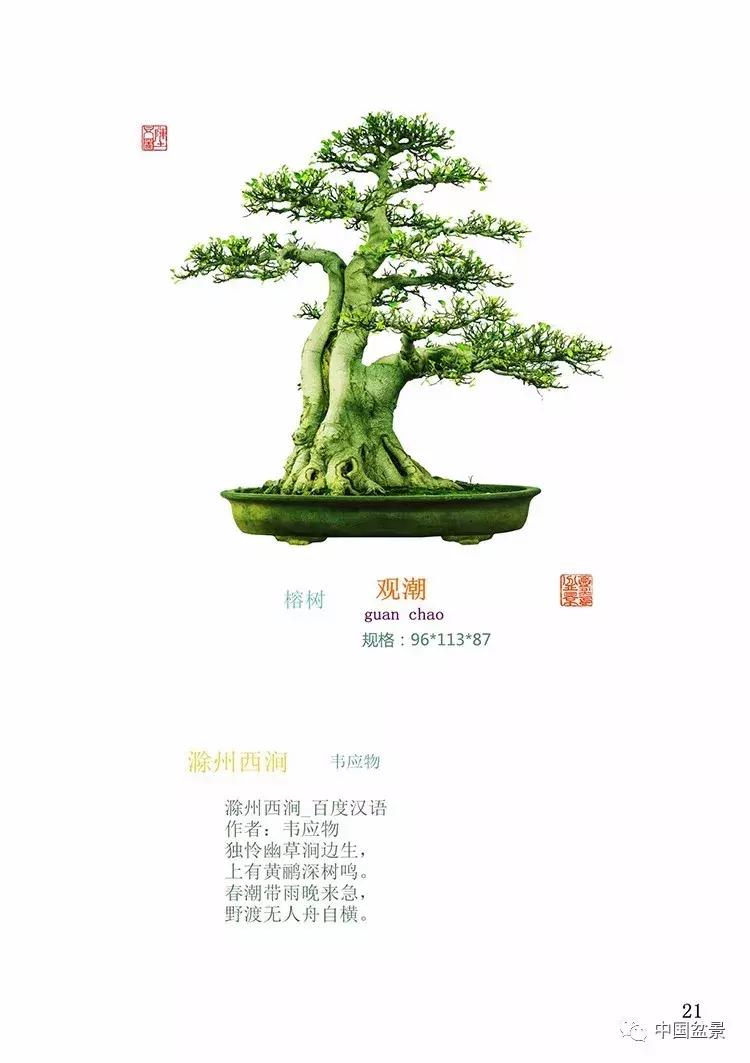 陈文图老师,陈文图盆景欣赏