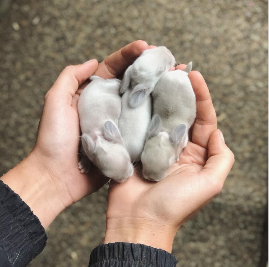 可爱的小动物超萌图片,一组可爱的动物萌照