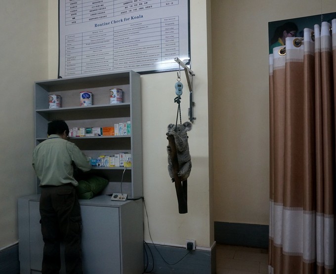 广州长隆动物园春节游玩攻略,广州长隆动物园儿童游玩区域