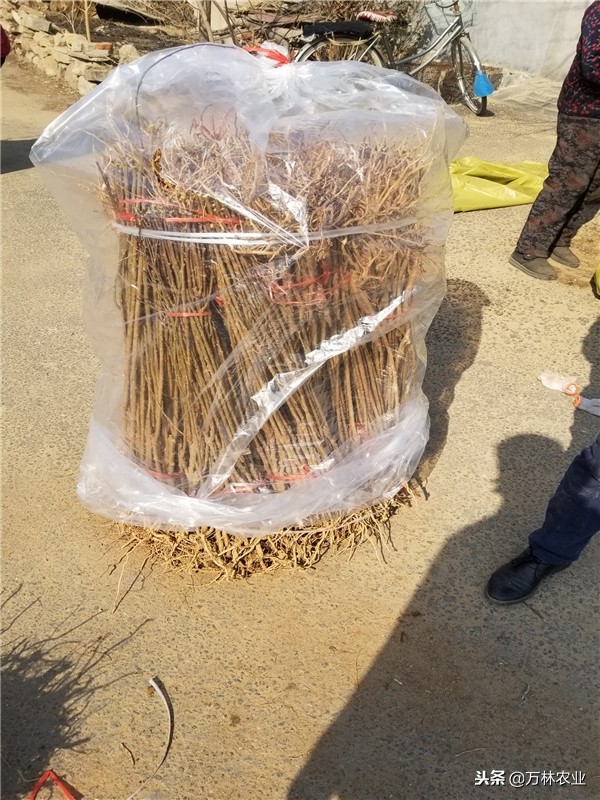 恐龙蛋李子适合哪些地方种植,美国恐龙蛋李子适合什么地方种植