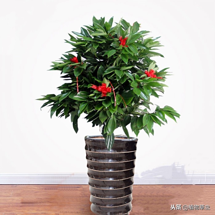 平安树叶子枯萎变干,平安树叶子蔫了为什么