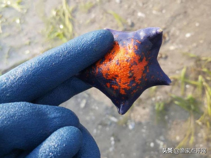 大连这个小岛不去看一看，真的会后悔