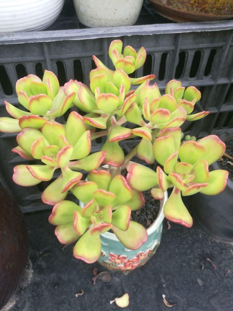 误打误撞的多肉情缘,带我走进多肉小世界!