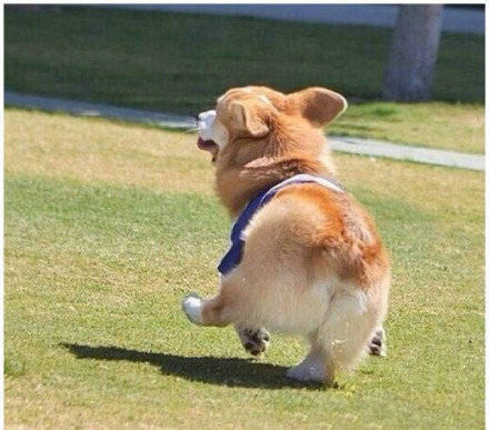 徽州宴老板娘的狗值多少钱,徽州宴老板娘到底养了多少条狗