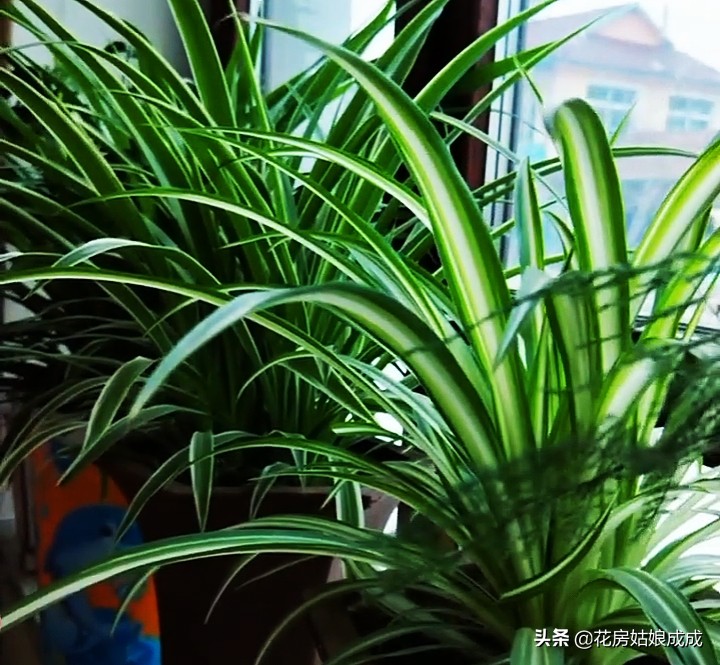 绿萝叶尖干是怎么回事,绿萝吊兰叶子发黄怎么办