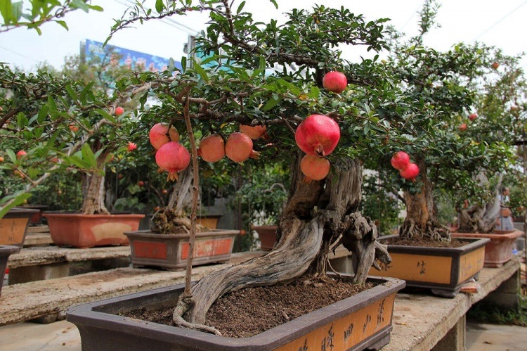 一棵石榴树用打药吗,石榴树的养护方法大全