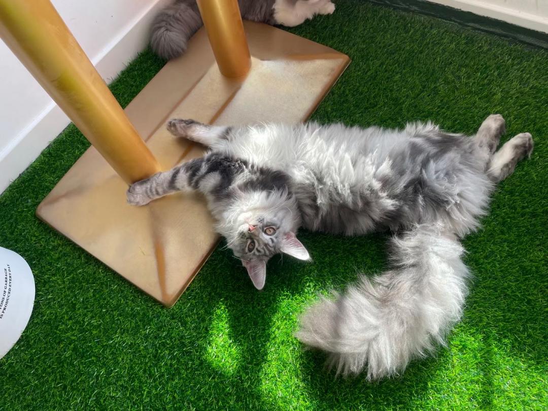 秦皇岛这只网红猫日常“巡逻”你见过吗？岛上还有这些撸猫好去处~