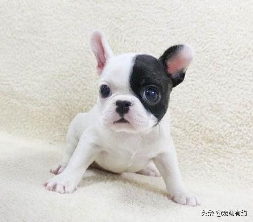 法国斗牛犬幼犬喂食,法国斗牛犬饲养需要注意哪些