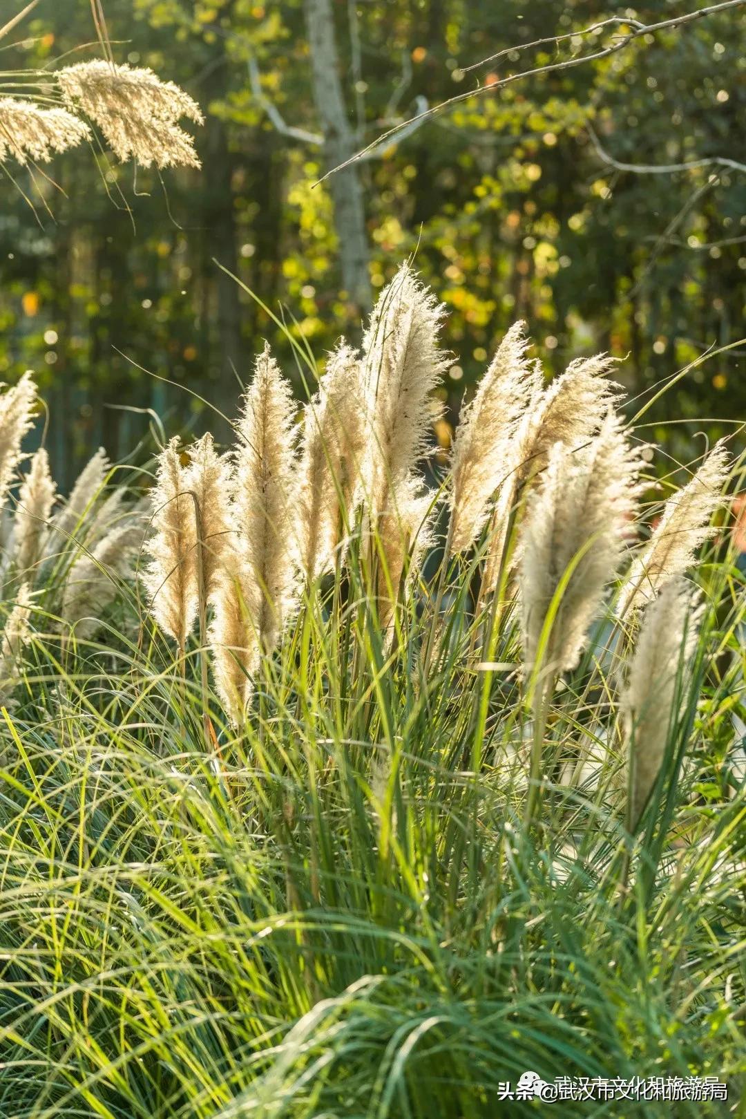 来武汉必须知道的10件事,武汉读大学攻略