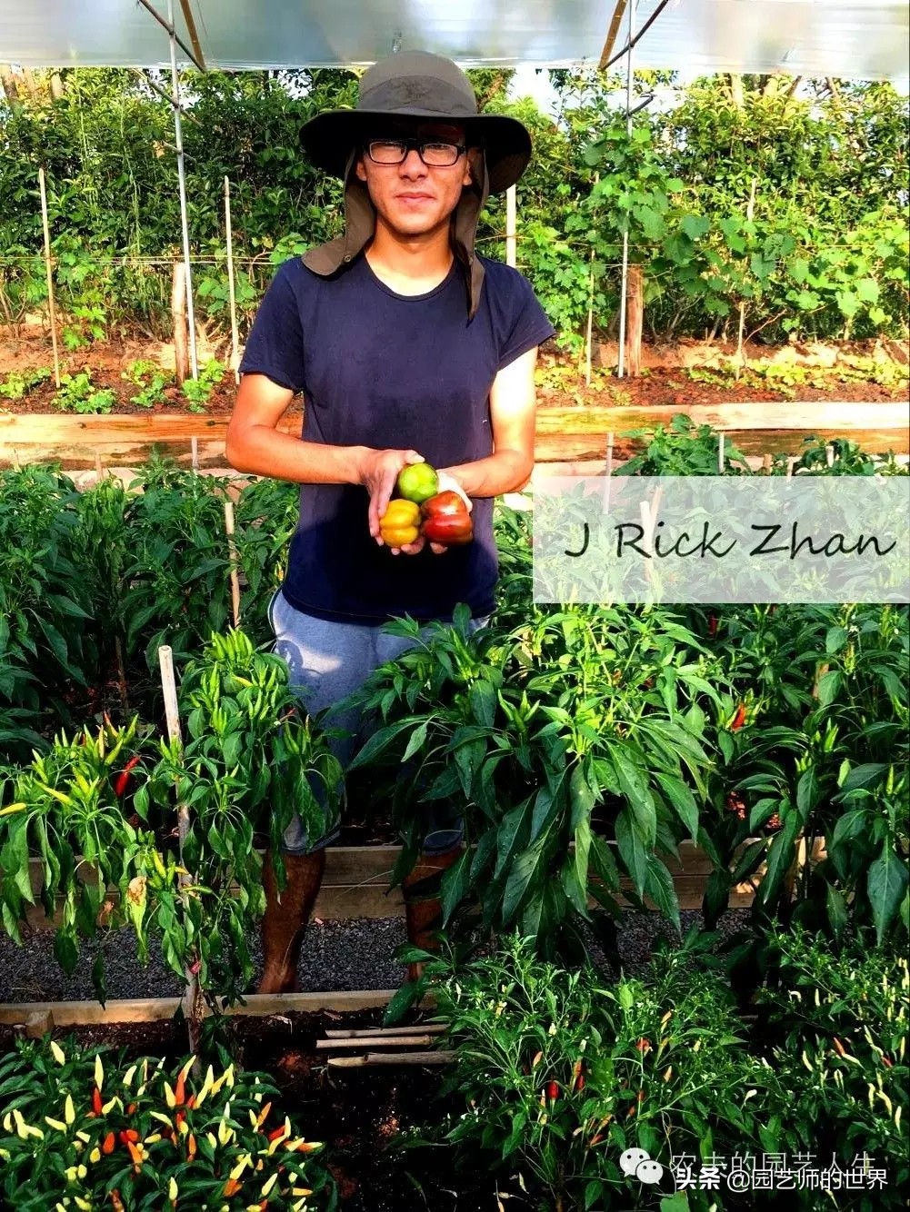 城市蔬菜园景观设计,蔬菜花园造型