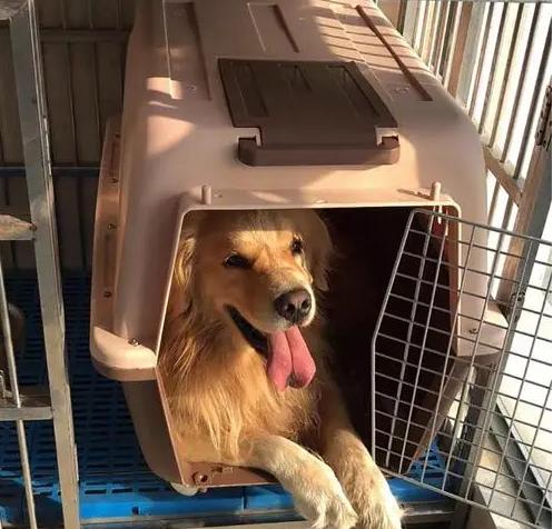 律师谈金毛siri托运途中死亡,如何看待金毛siri被托运死