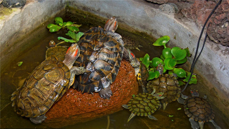 乌龟不吃东西怎么急救,乌龟不吃东西怎么治