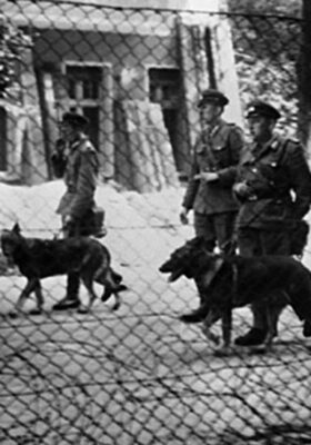 德国牧羊犬种类多：听说东德比西德更强？然而东德牧羊犬并不存在