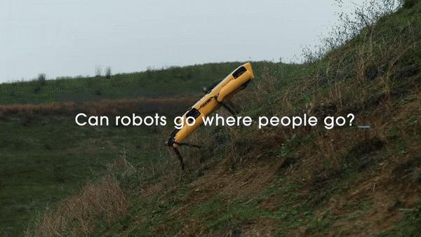 网红大黄狗狗,160万网红大黄狗