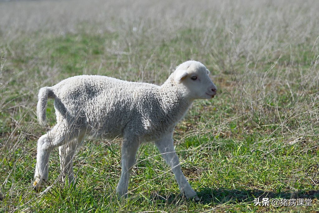 羊体外寄生虫用什么药喷雾,羊体内有寄生虫是什么症状