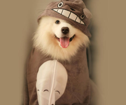 母狗来月经怎么办,母狗来月经了怎么处理