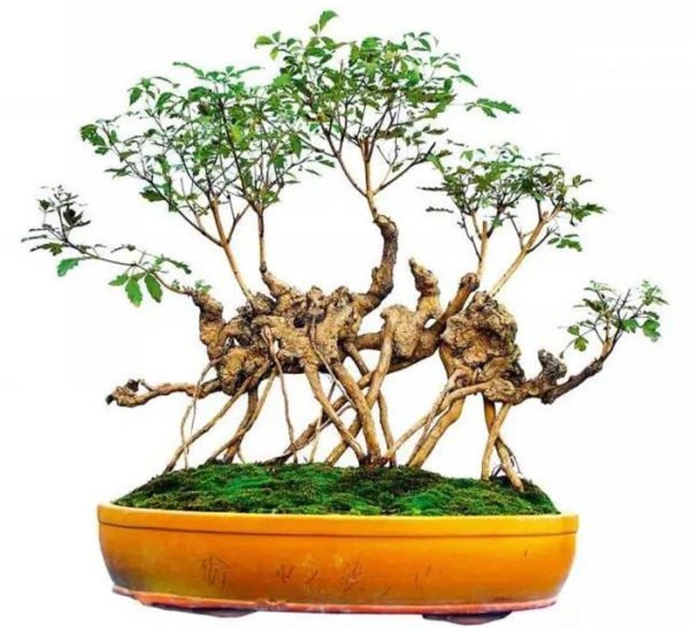 农村山上制作盆景的老树桩,农村盆景原材料