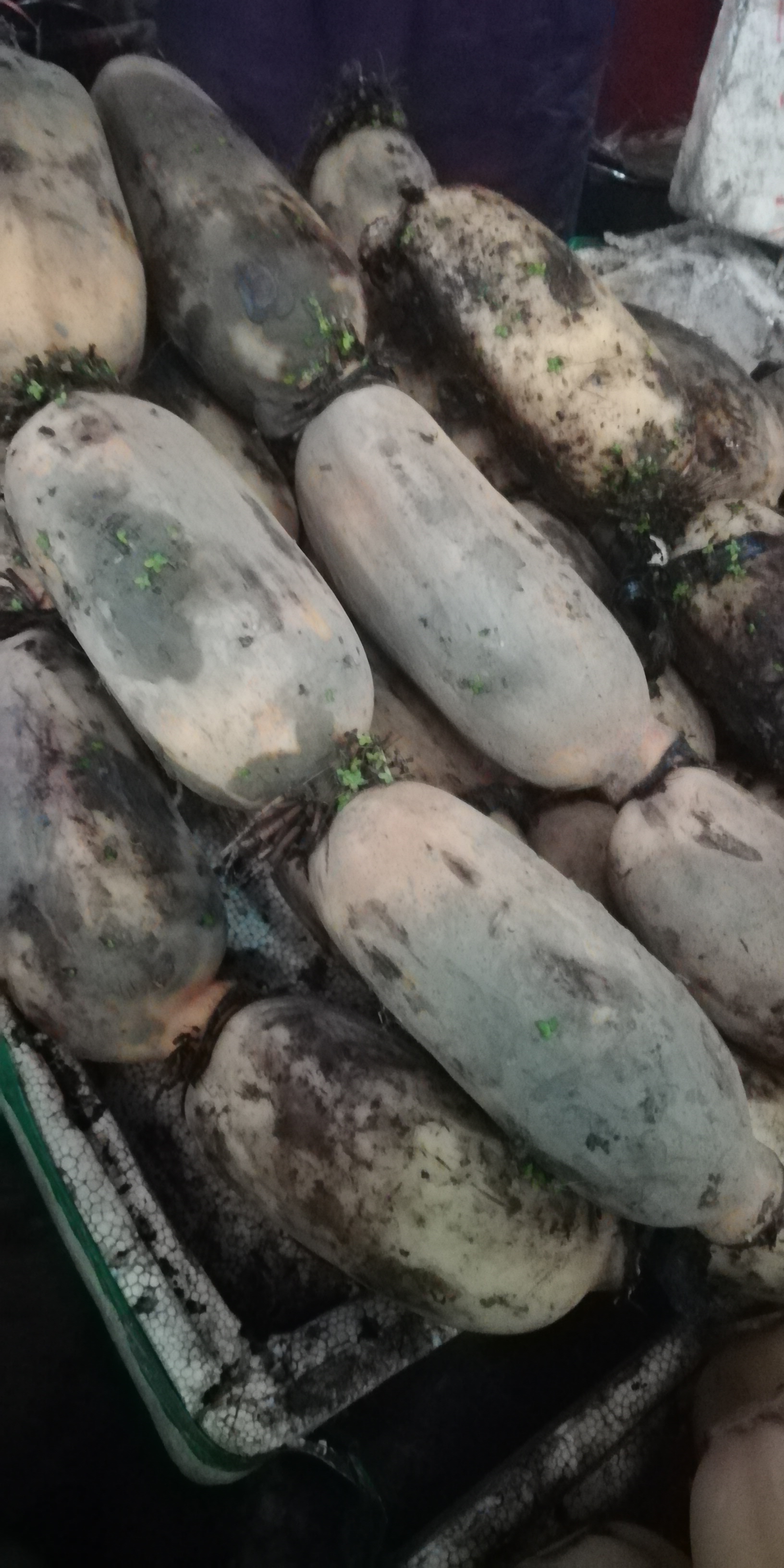 怎样挑选莲藕才能挑得好,莲藕是怎么选的