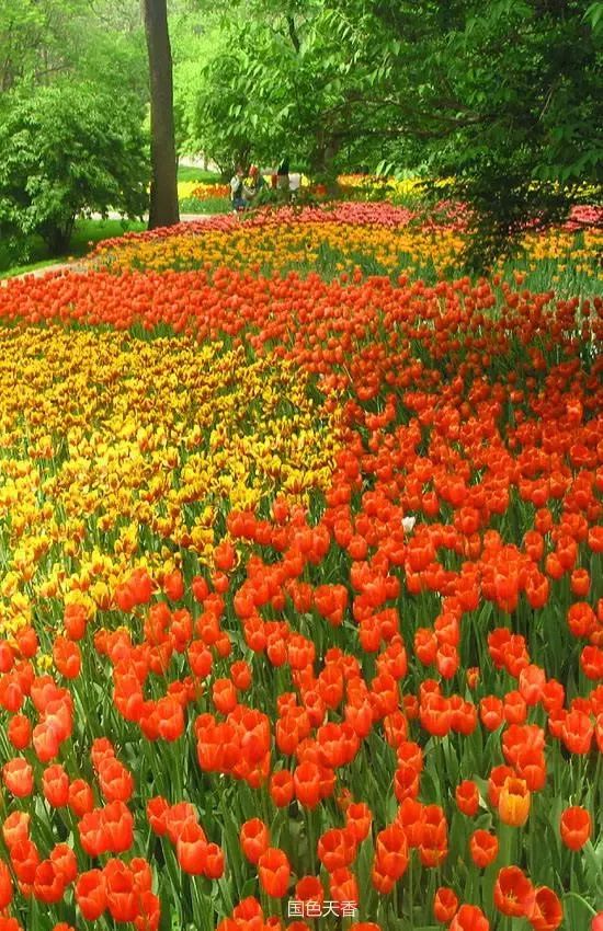 清晨的一缕阳光诗歌,清晨的阳光原唱