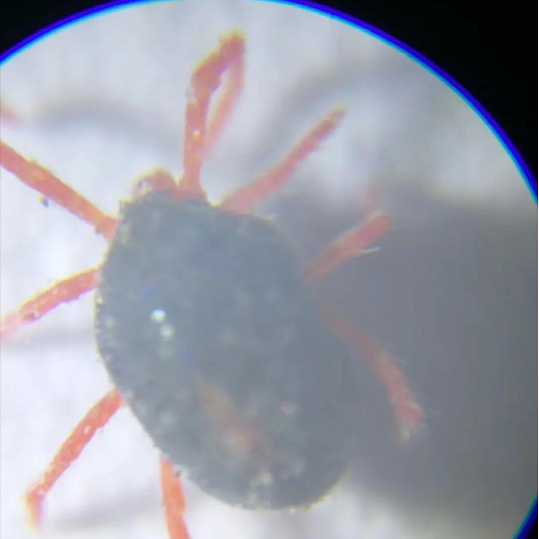 小麦红蜘蛛防治，用这几种药剂就行，看完记得收藏，早晚能用到！