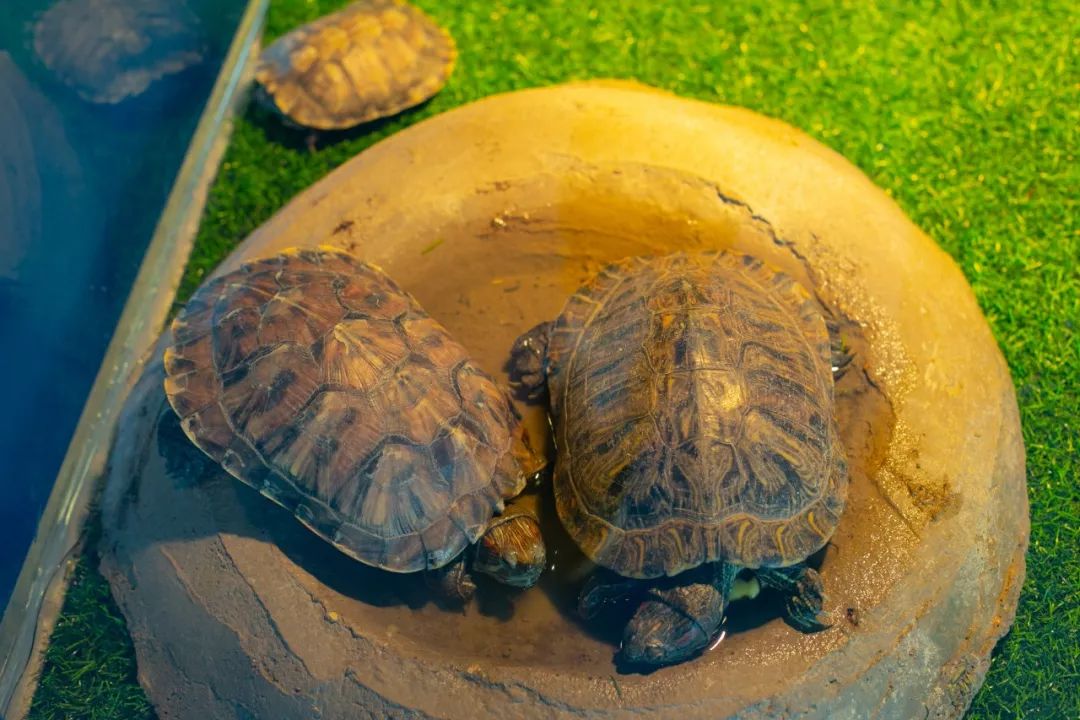 海花岛海洋乐园萌宠表演场,海花岛海洋乐园萌宠剧场