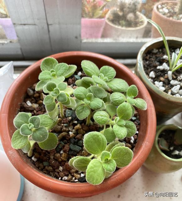 带香味碰碰香好养吗,碰碰香怎么养才能更旺盛