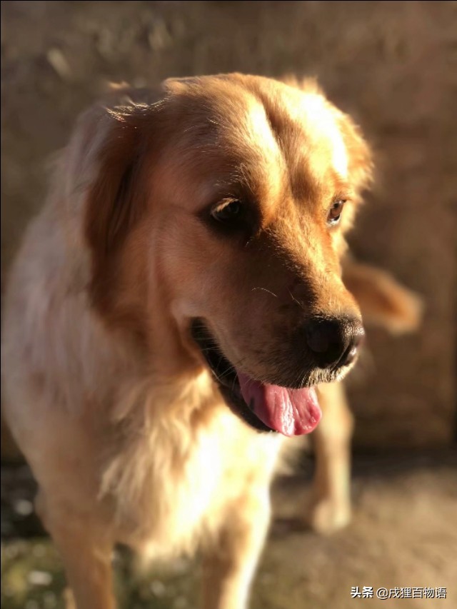 狗狗对沐浴露过敏瘙痒怎么办,狗狗皮肤突然泛红