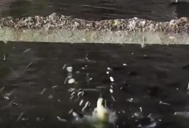 养鸡养鱼共养模式,大棚养鸡养鱼技术