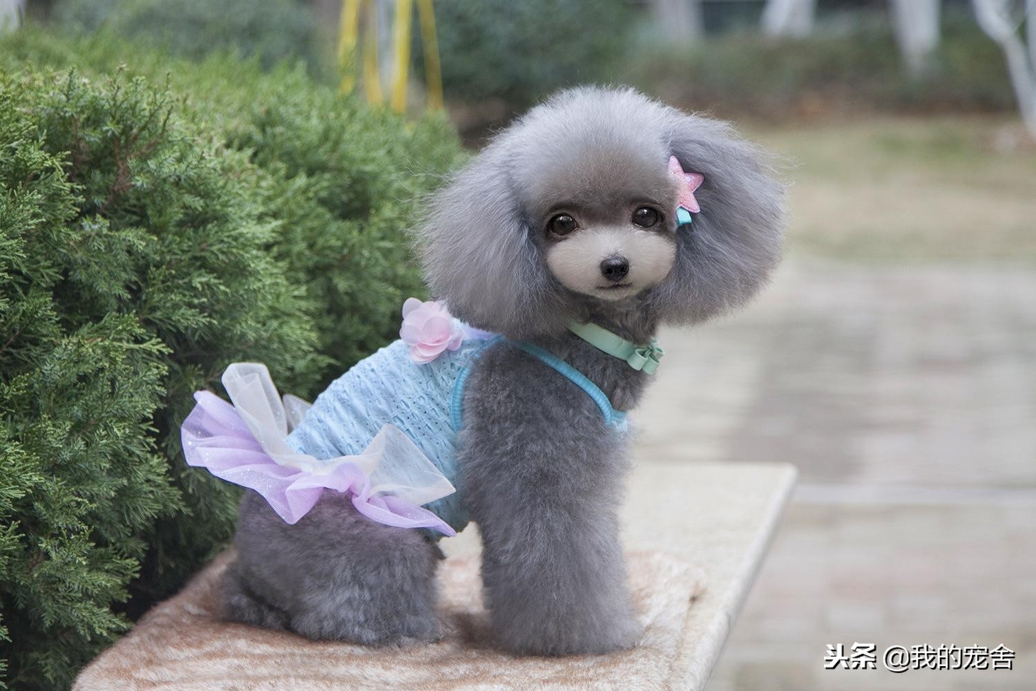 开宠物店怎么运营才能赚钱,养宠物狗开宠物店赚钱吗