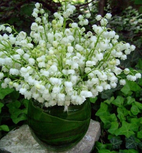 铃兰真的有毒吗,铃兰有毒吗视频