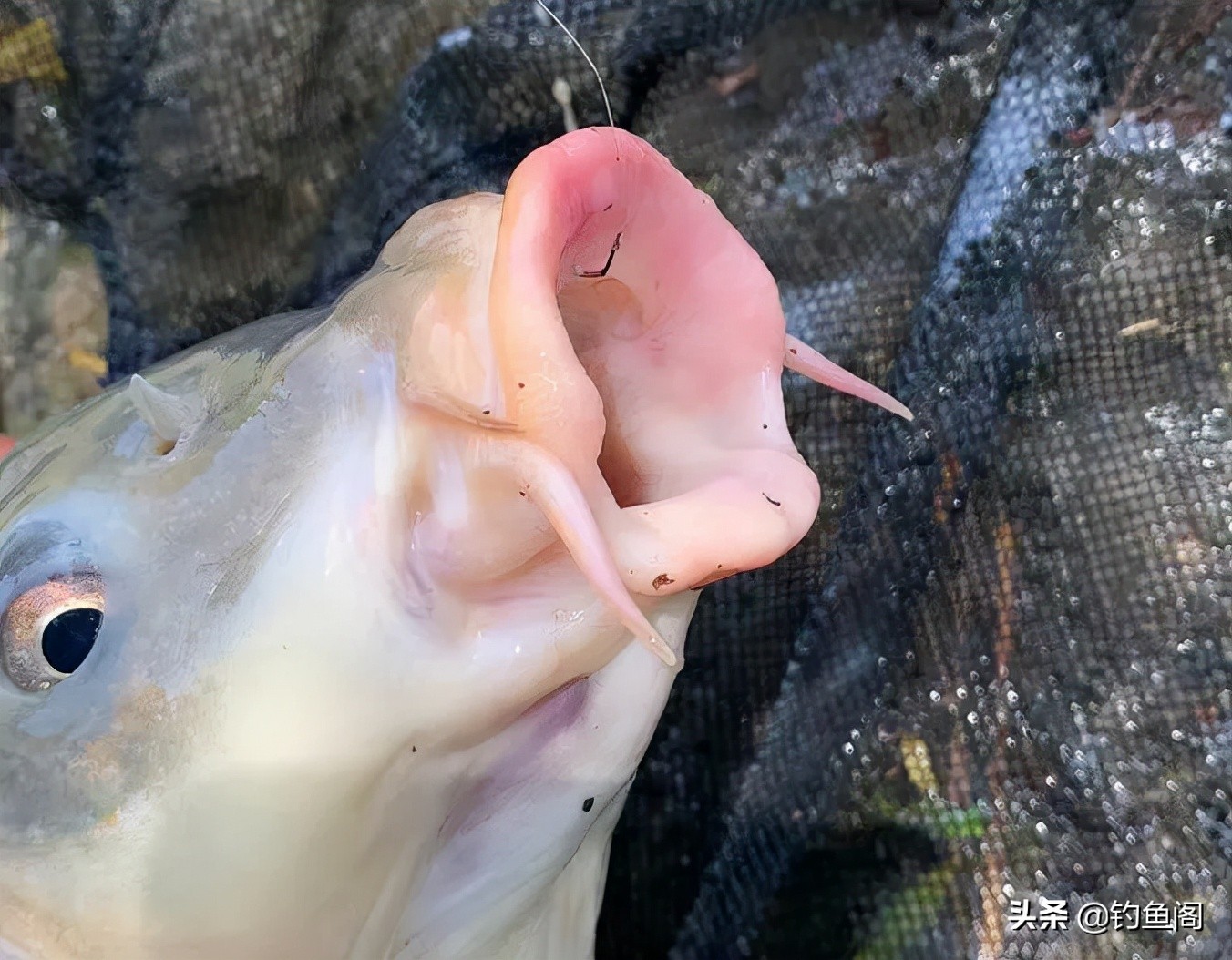 鱼钩和鱼线怎么选择搭配,鱼钩如何正确搭配鱼线