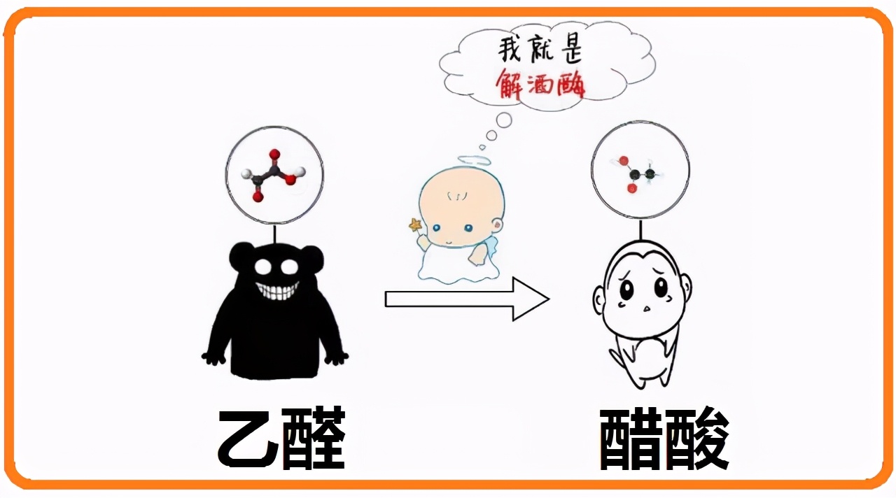 基因是人类的“酒司令”