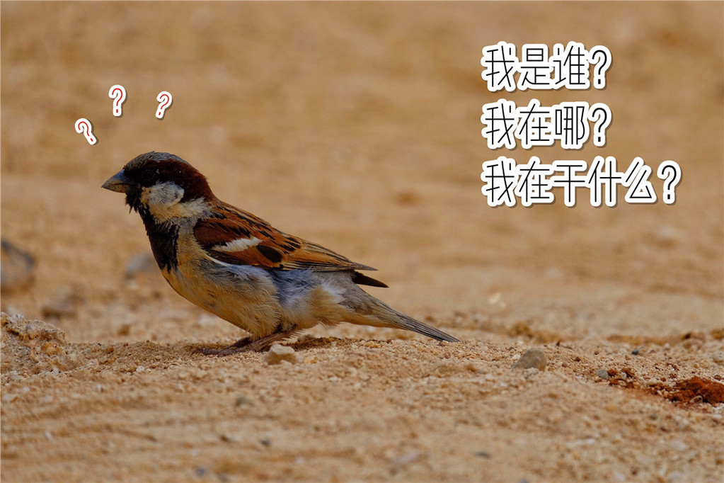 毛里求斯陈小春,毛里求斯马克吐温