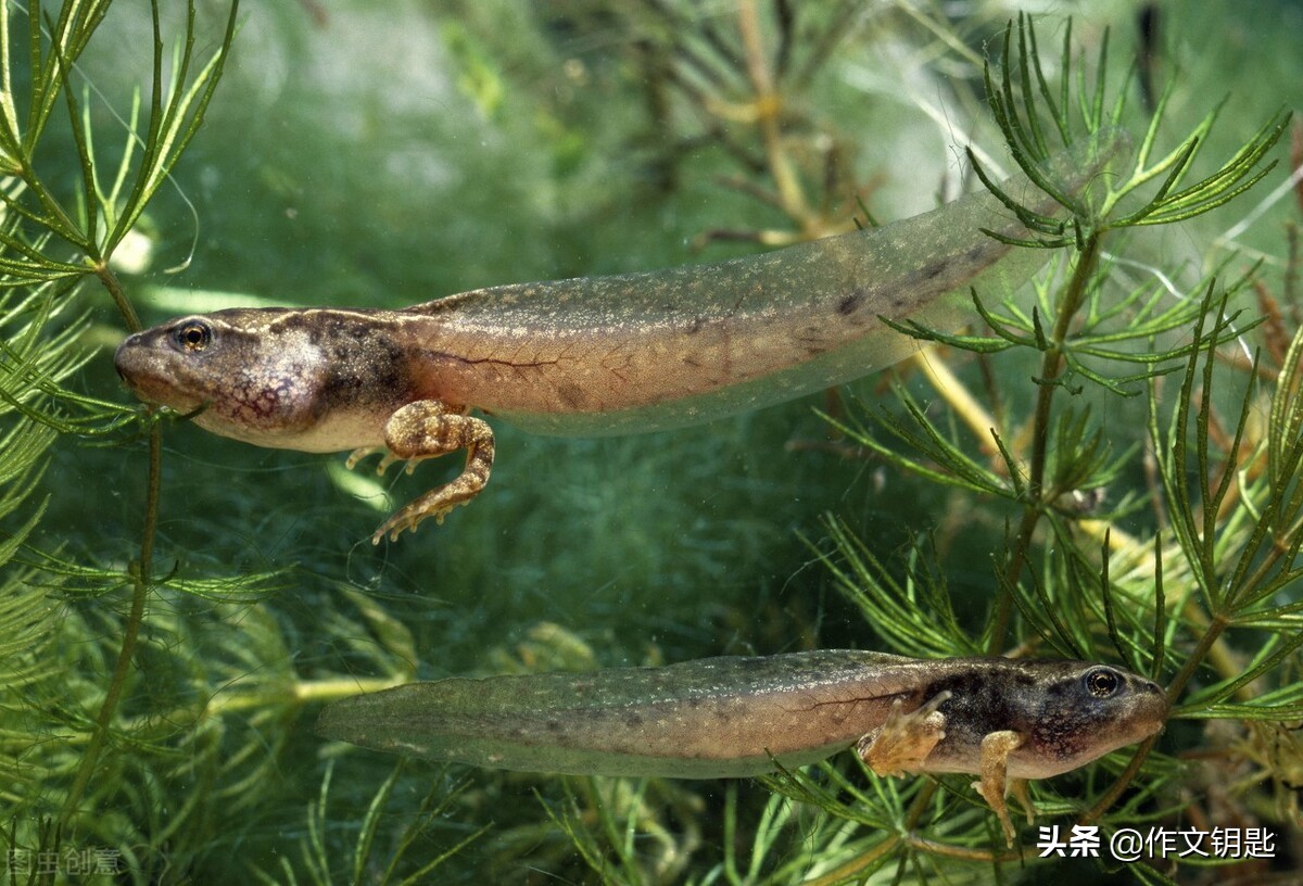 儿童自编青蛙童话故事,青蛙绘本制作过程