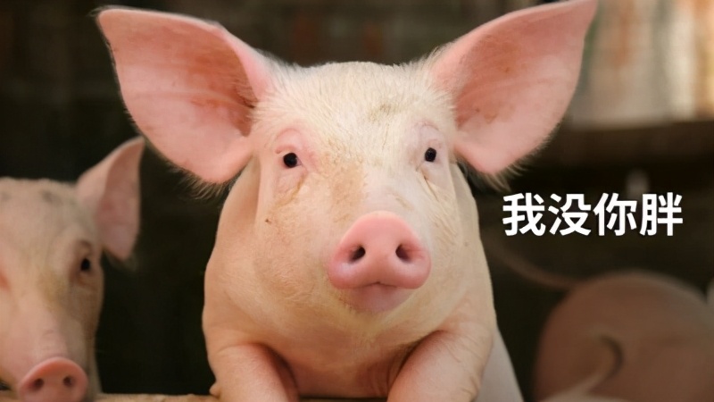 猪的智商体脂率,猪和狗的体脂率