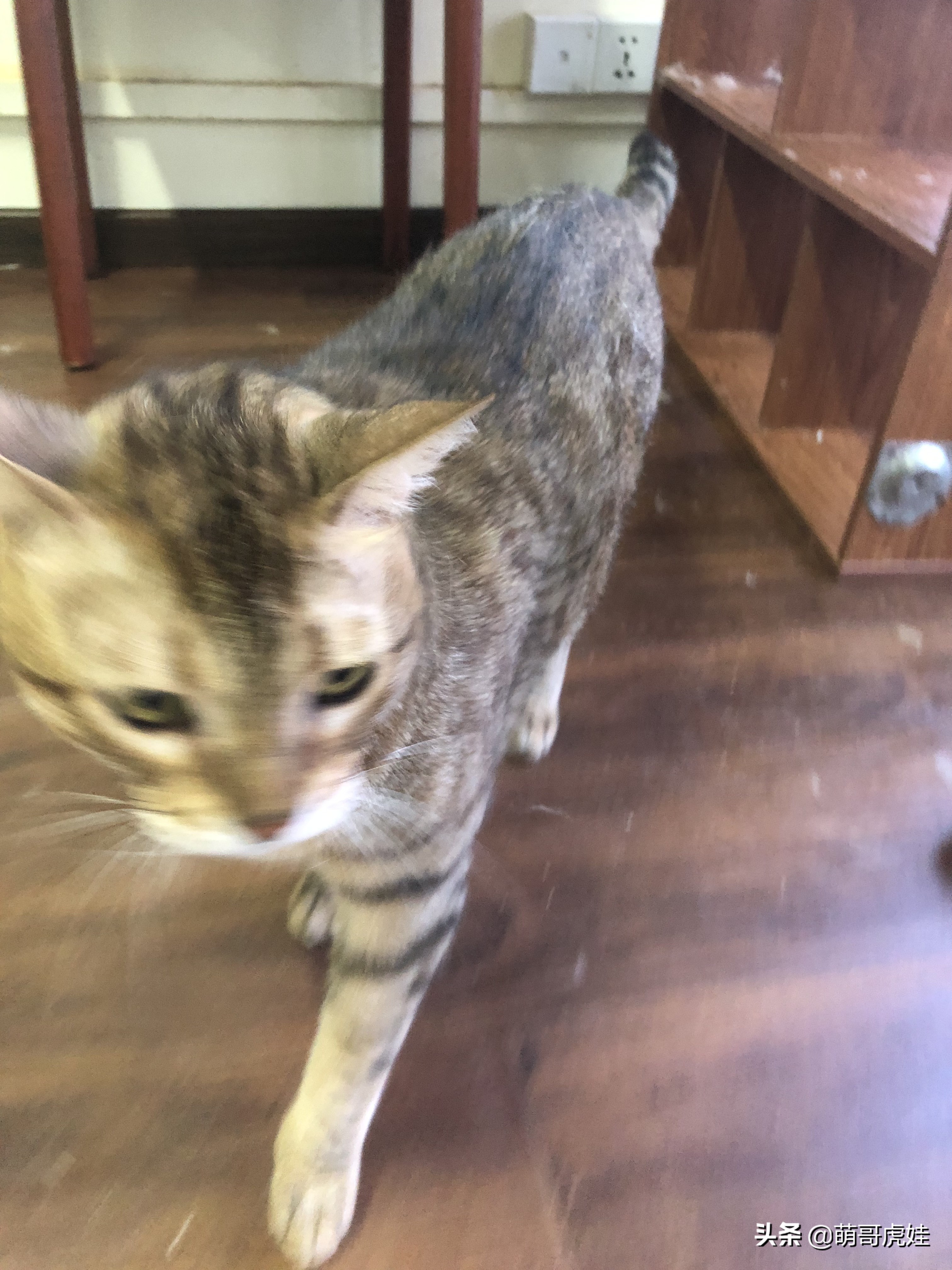 盘点发现自家猫咪干大坏事,主人回来发现猫被丢