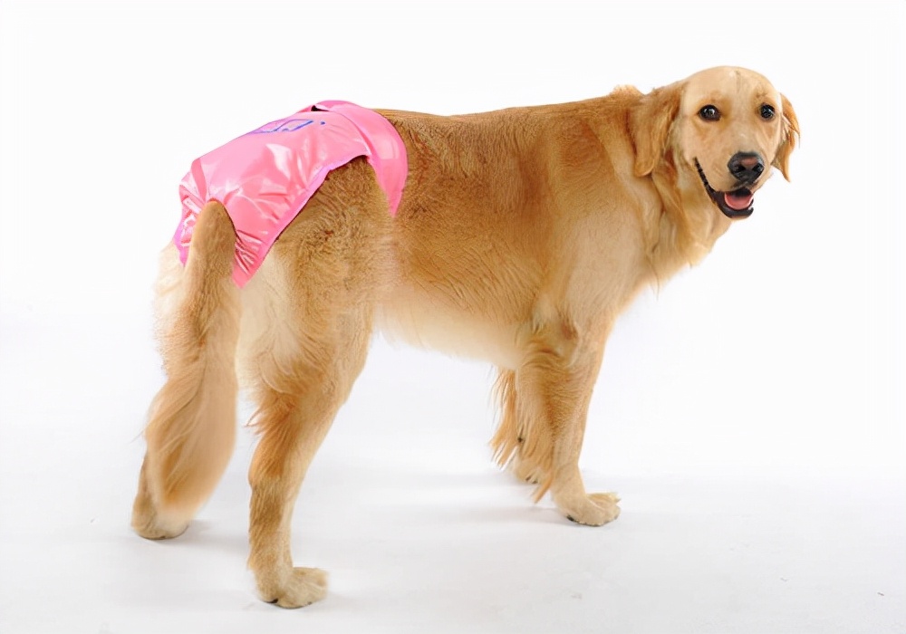 狗狗拉尿拉血怎么回事？需要送医院检查治疗吗？需要什么处理