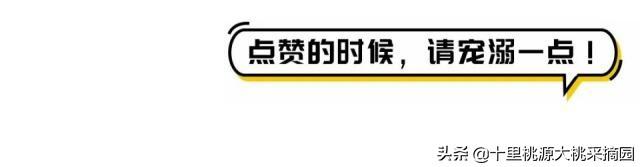 一季果园,桃园管理