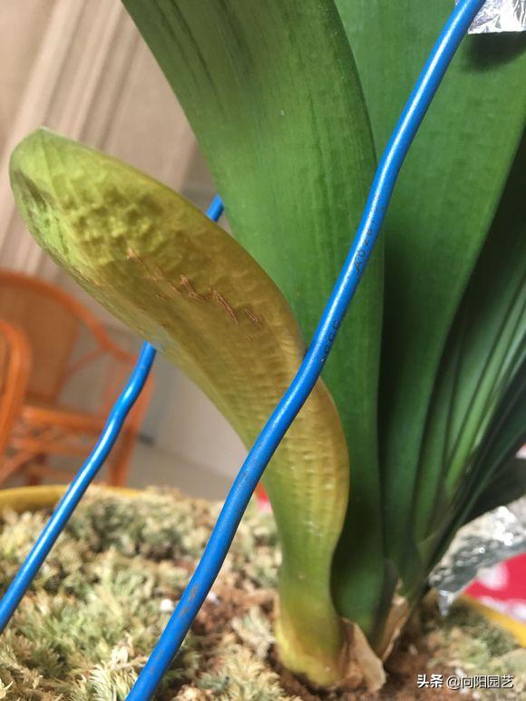 家养君子兰注意事项和养护,室内如何养君子兰具体养护方法