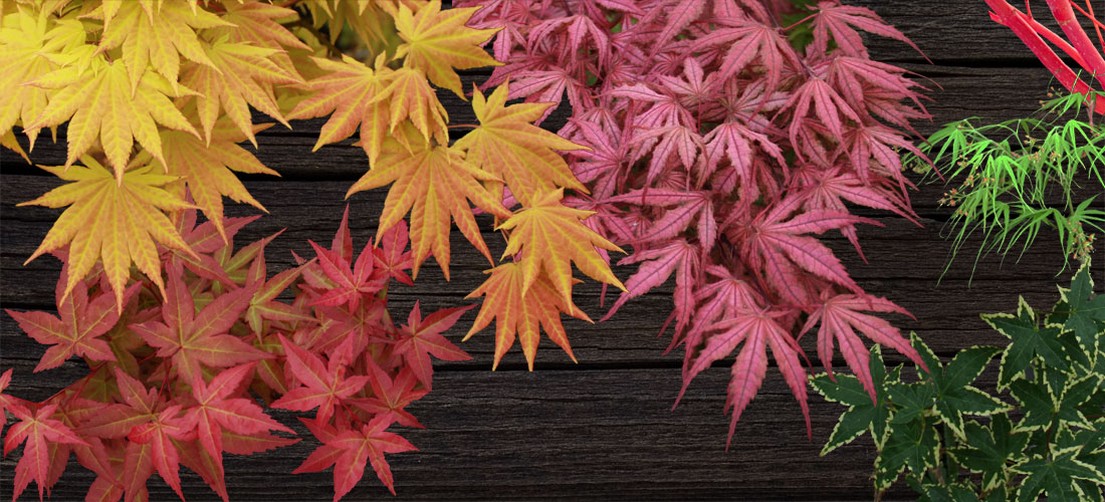 枫树叶子尖发黑枯萎像烧焦怎么治,枫树叶子干枯怎么处理