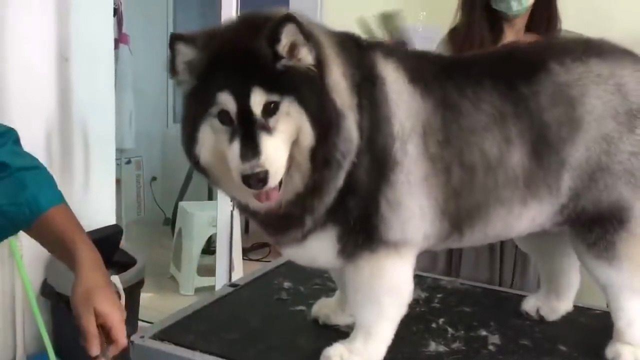 这些哈士奇都不是“纯种”的，但是比纯种二哈更有笑点