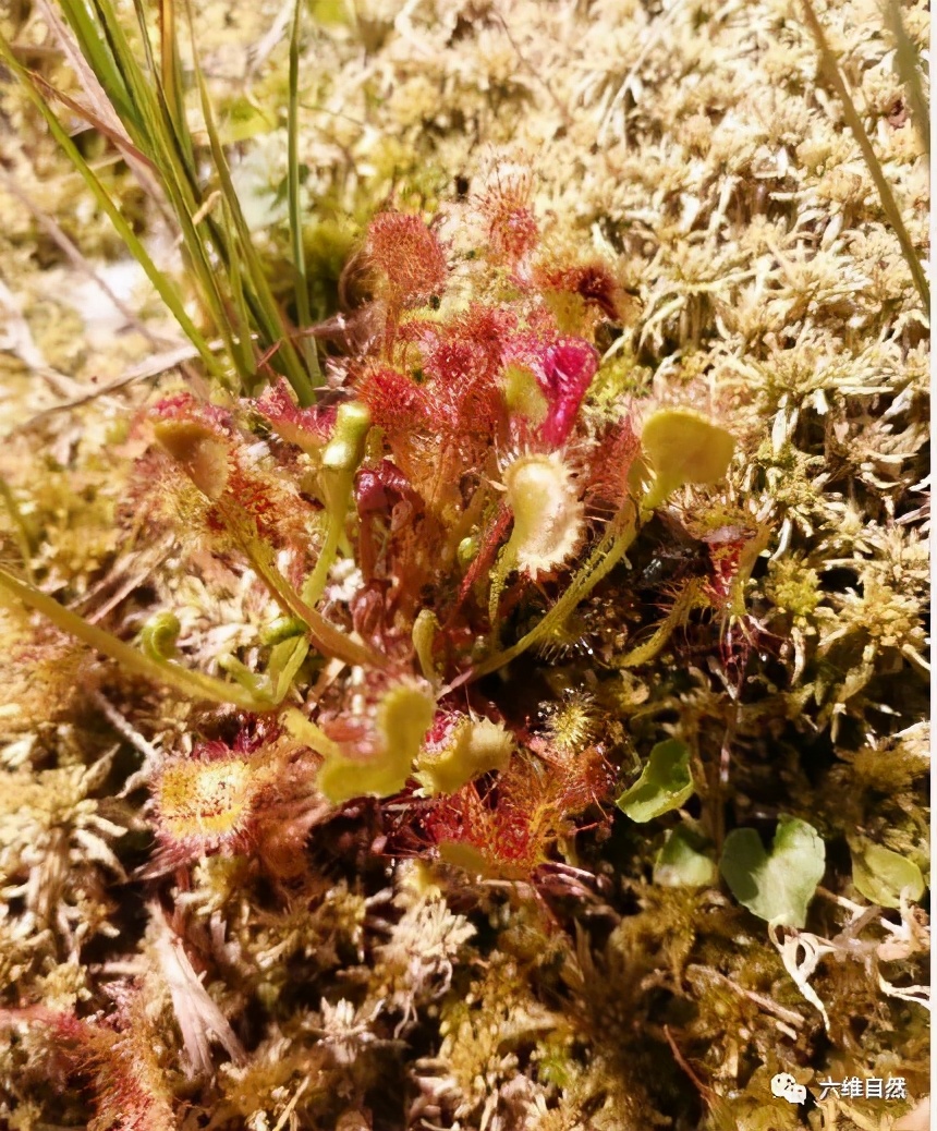 会捕食茅膏菜的昆虫,重庆首次发现能捕食昆虫的植物