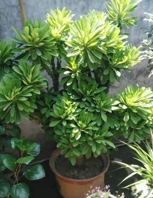 常见有毒红宝石多肉植物,最常见的多肉植物有毒吗