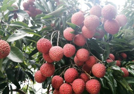 了解荔枝叶尖干枯原因，采取合理的解决办法，促进叶茂果甜