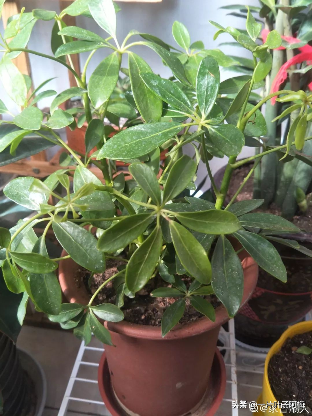 5个植物最招财,能开花又好养的植物又有寓意